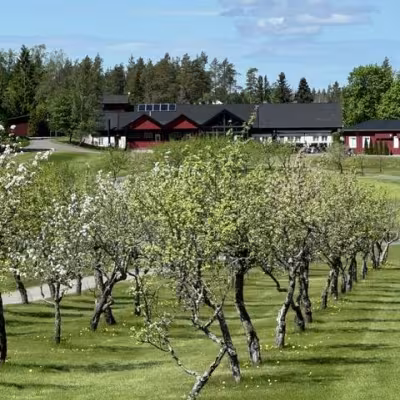 Omenapuut väylän 18 laidalla